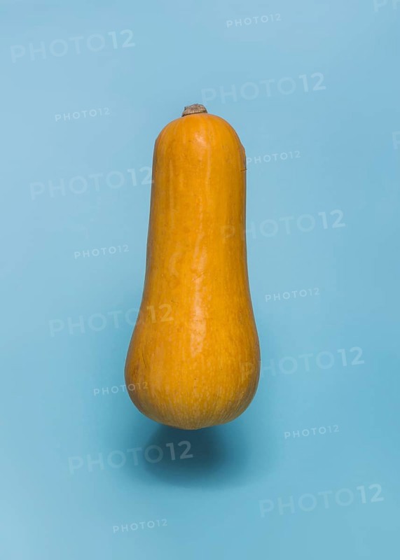 Close up butternaut squash blue backdrop