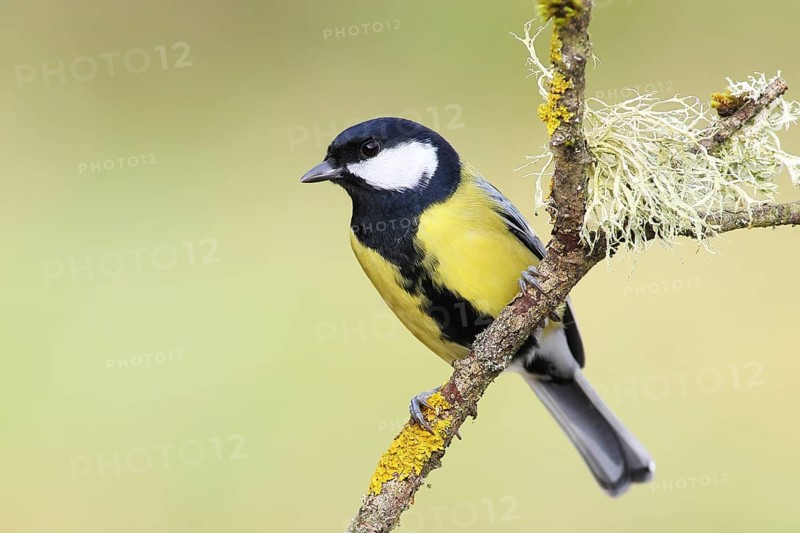 Great tit