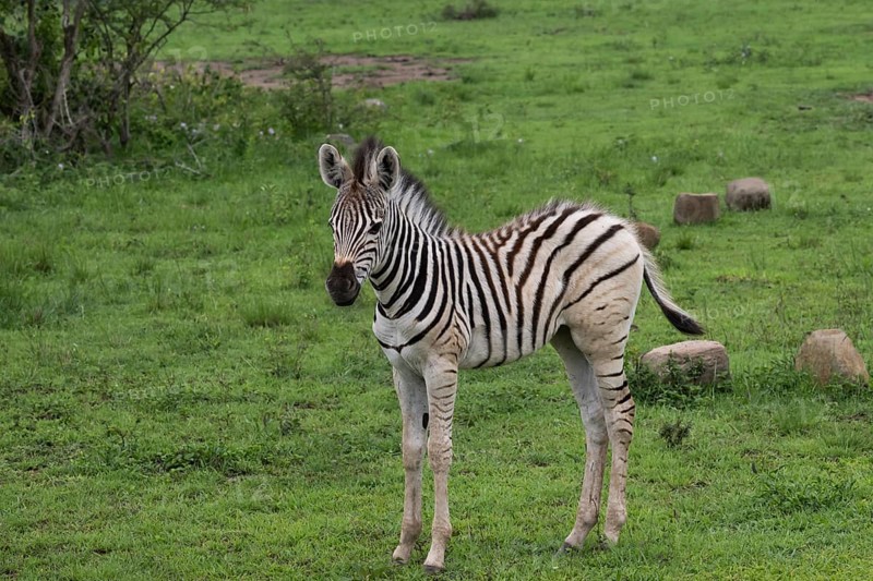 Plains zebra
