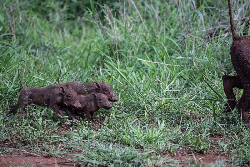 Common warthog
