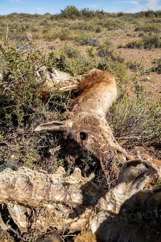 Guanacos carcass near Cabo Raso