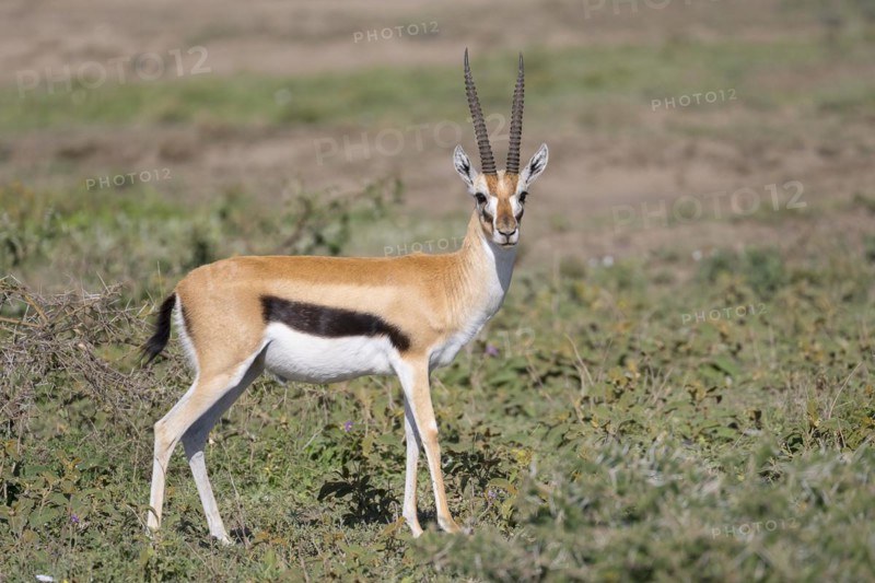 Serengeti thomson's gazelle