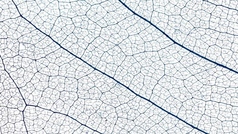 Flat lay translucent leaf texture