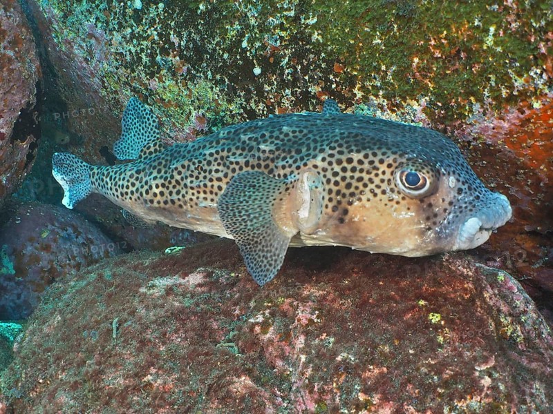 Porcupinefish