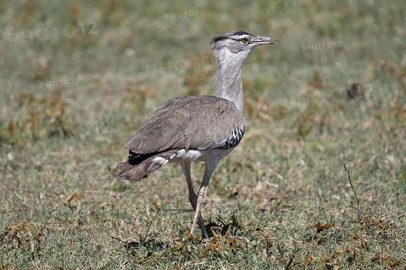 Kori bustard