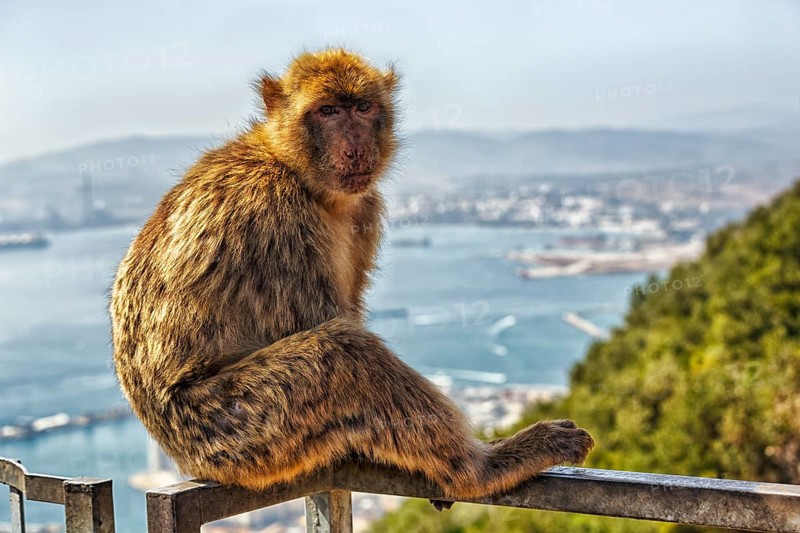 Barbary macaque