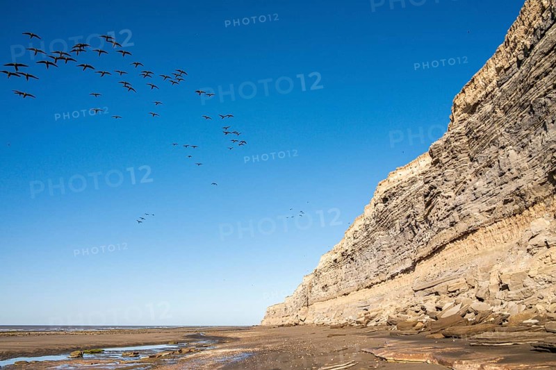 Rock parakeets