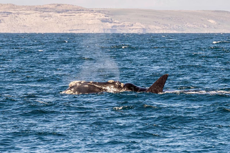 Southern right whale