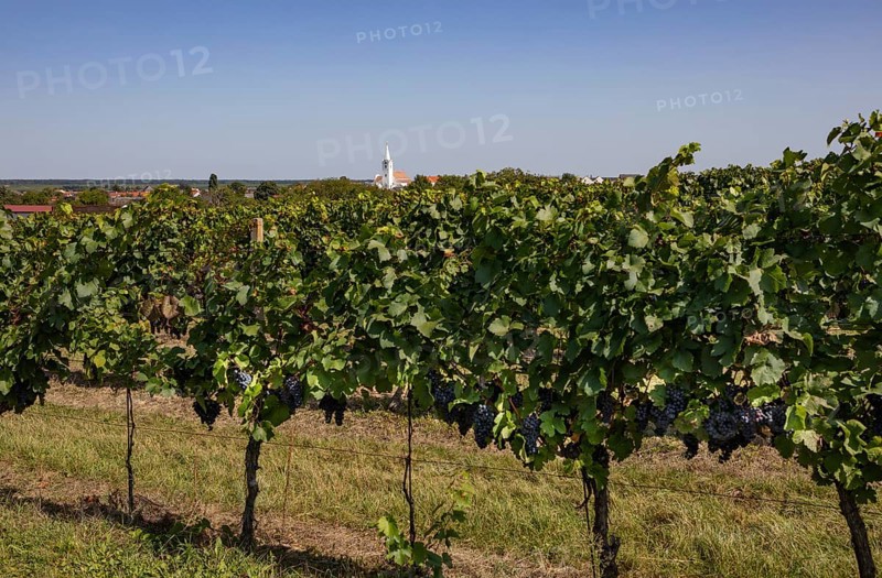 Vineyards