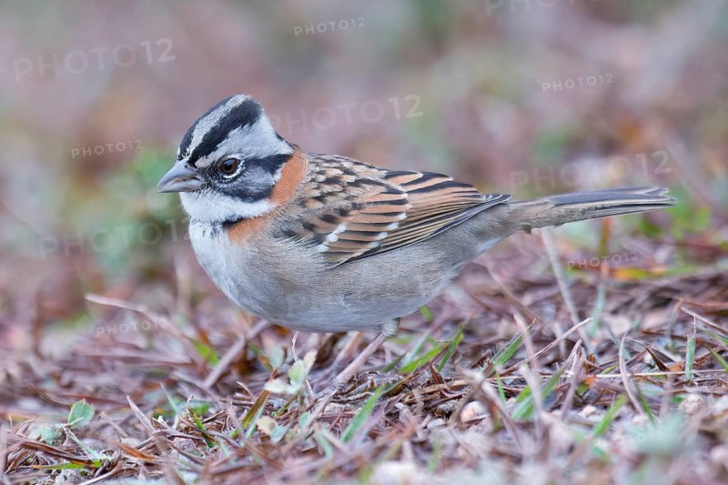 Rufous-collared Sparrow