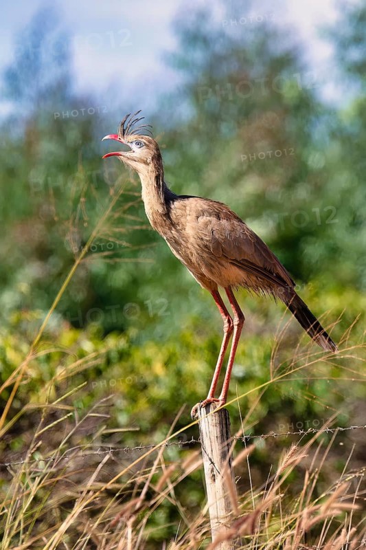 Red-legged Seriema