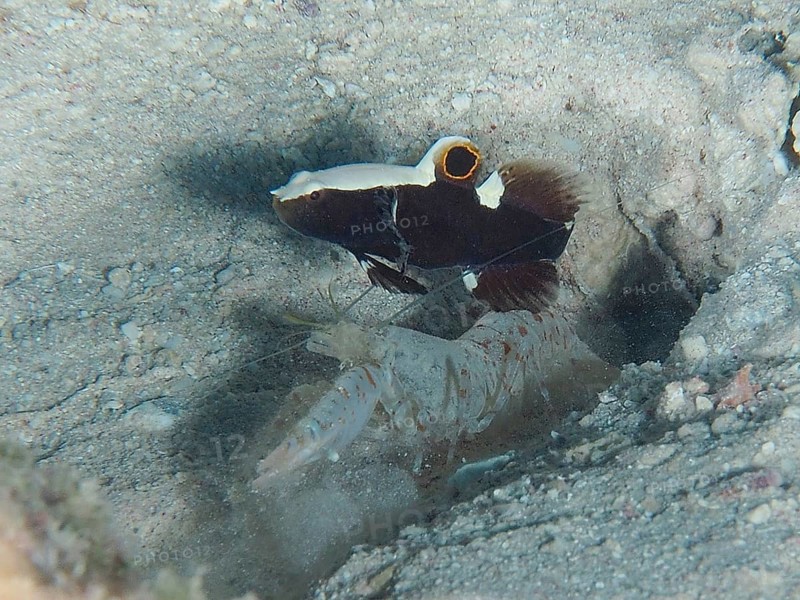 Barnacle partner goby