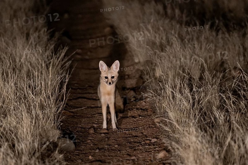 Cape fox