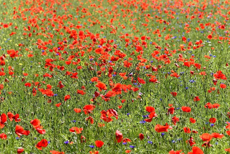 Poppy flowers