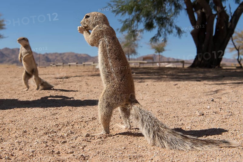 Mountain ground squirrel