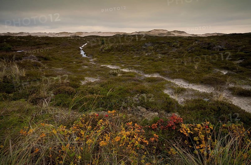 Dune landscape