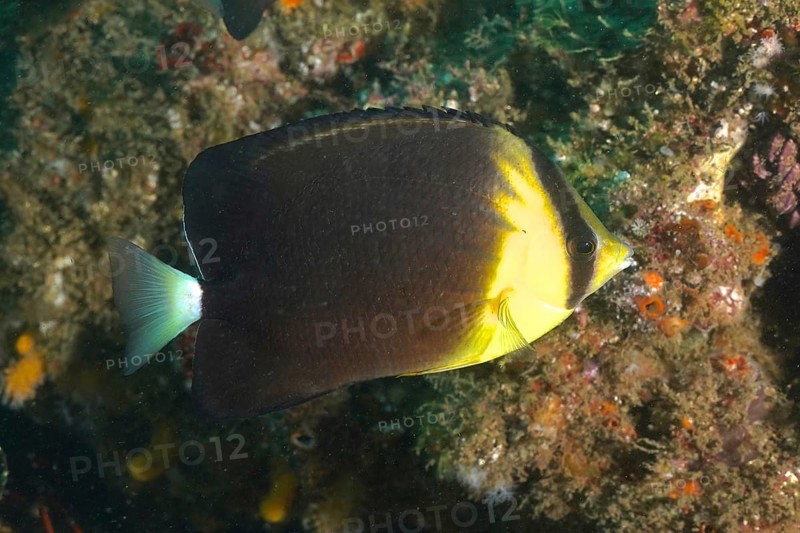 Dark blue stripe butterflyfish