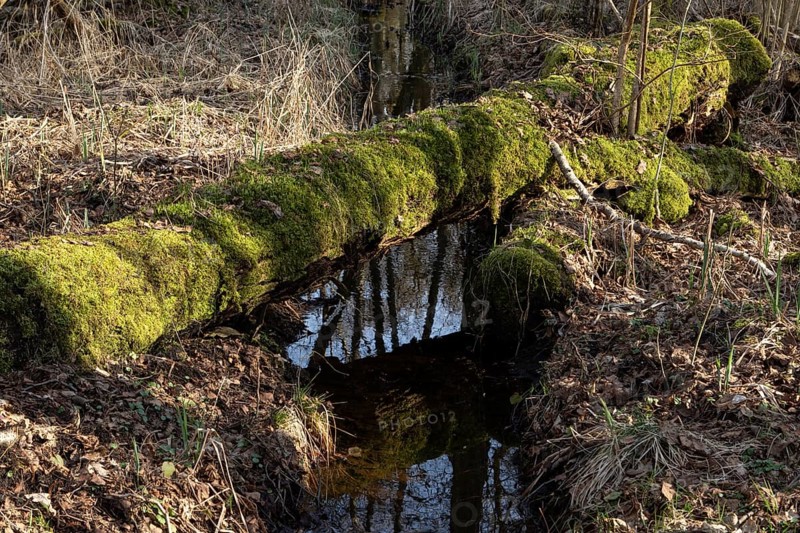 Water reflection