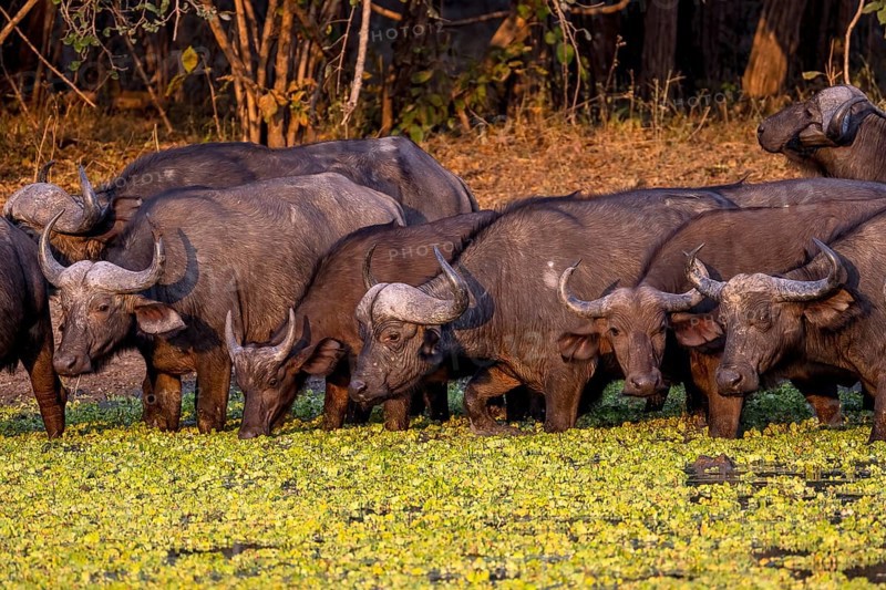 African buffalo