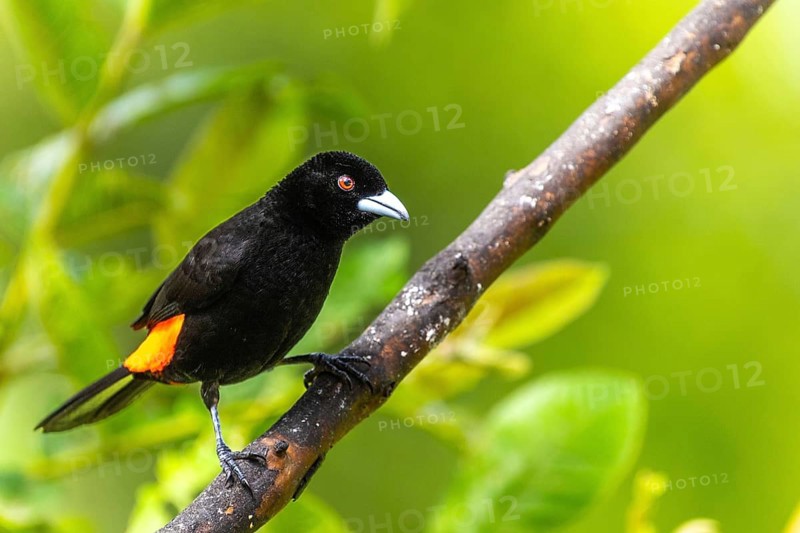 Fire-rumped Tanager