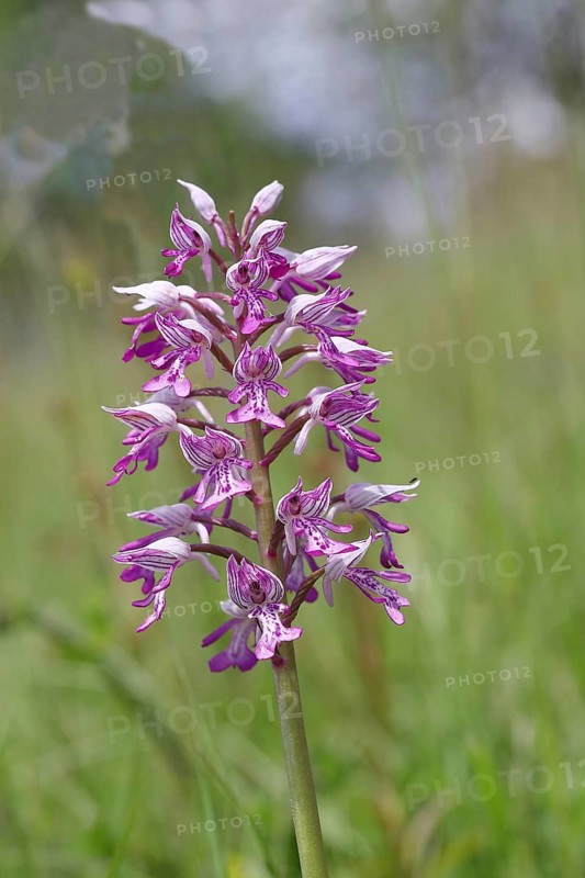 Military orchid