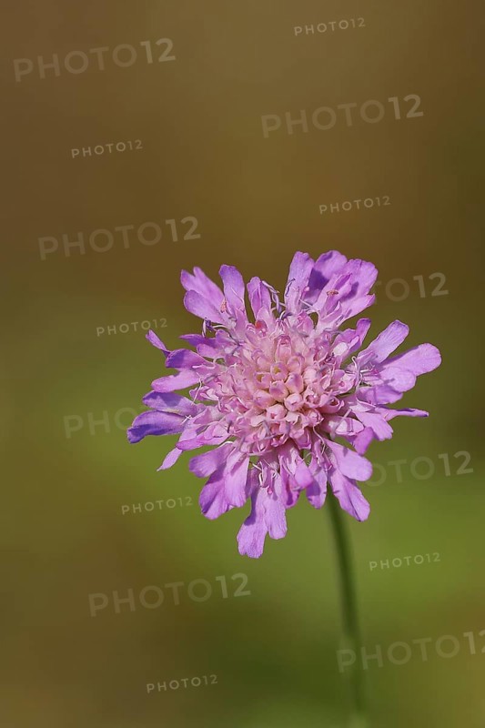 Pincushion flower