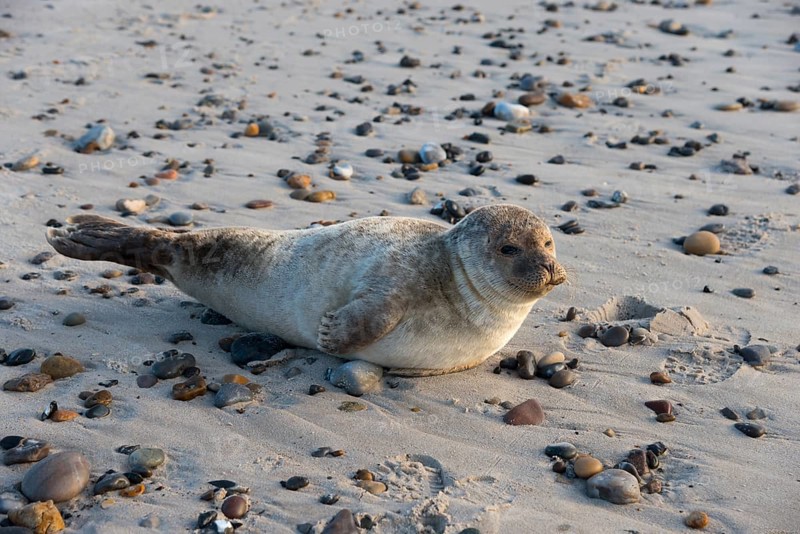 Seal on the beach