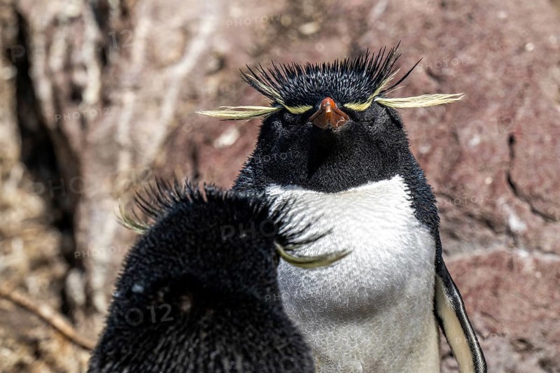 Southern rockhopper penguin