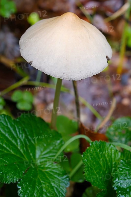 Yellow-white helminth
