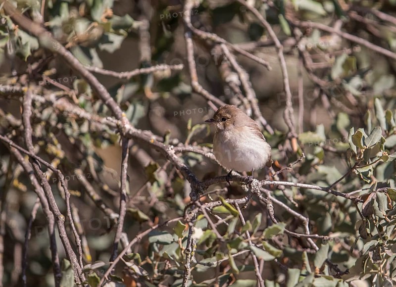 Marico flycatcher