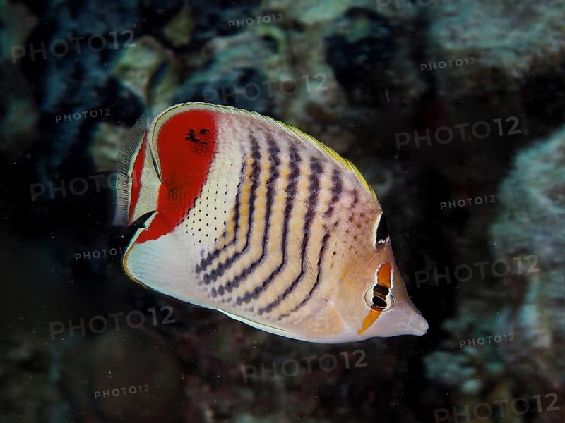 Eritrean butterflyfish
