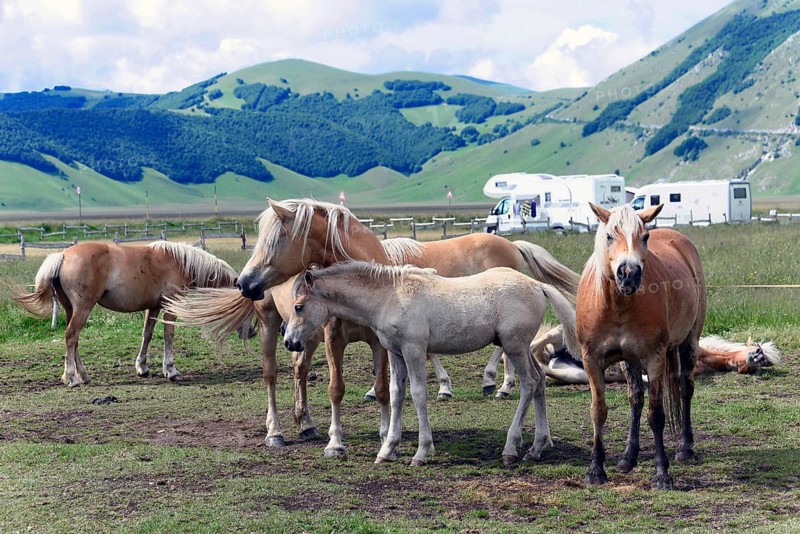 Haflinger horses and others