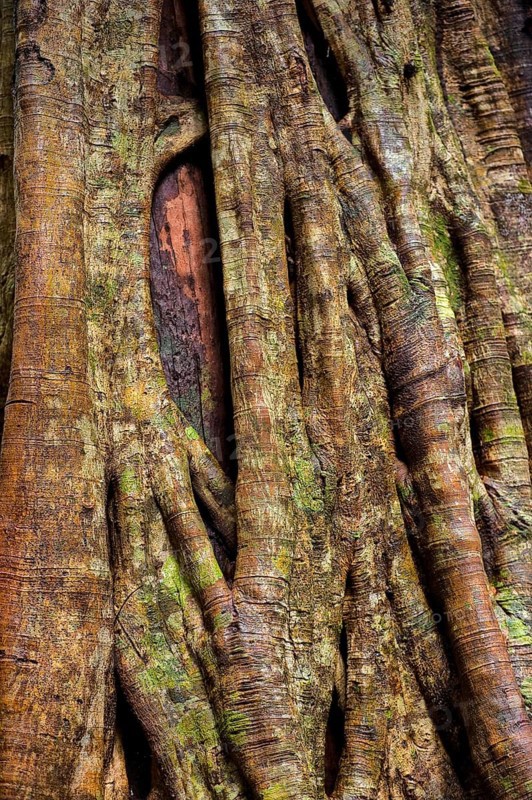 Close up of a strangler fig