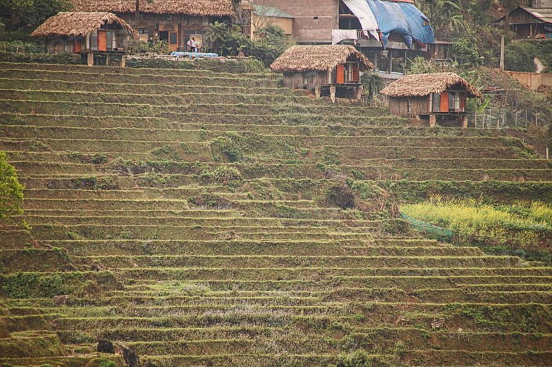 Native traditional Hmong house in the rice terraces showing the authentic indigenous culture and daily life in Lao Chai Village