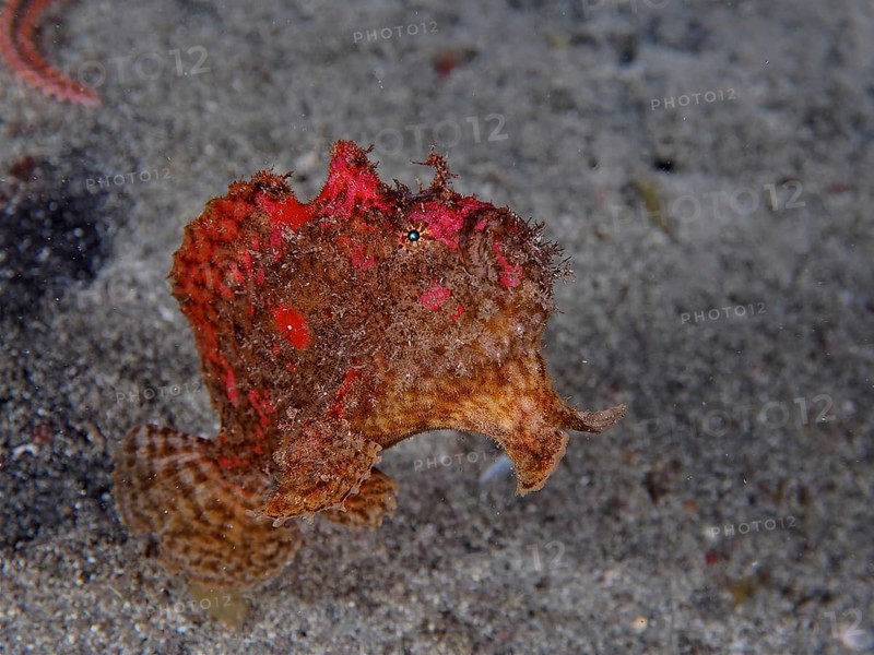 Dorsal spot frogfish