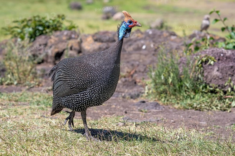 Helmeted guineafowls