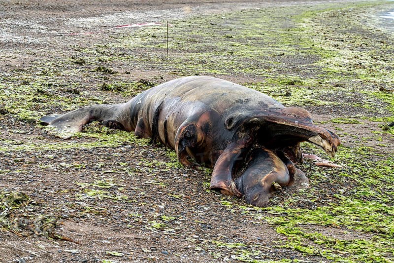 Southern right whale