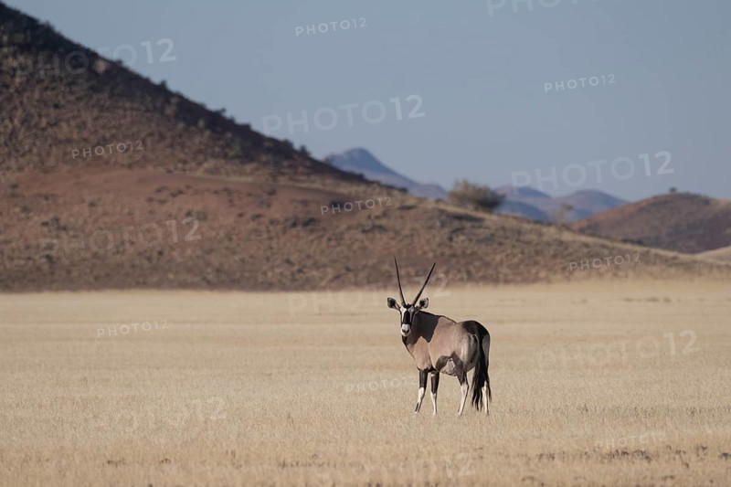 Oryx