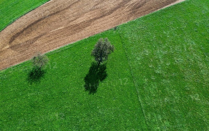 Drone image of two trees casting shadows on a green meadow with a mown maize field