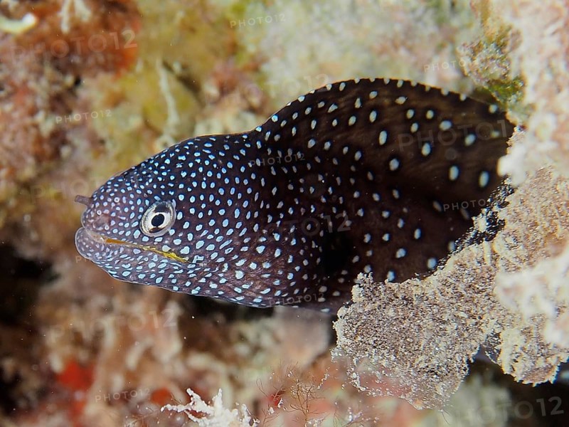 Starry moray