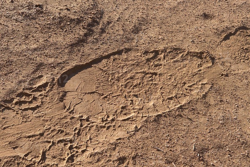 Footprint of desert elephant