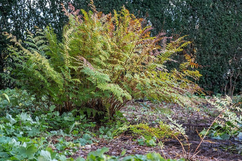 Royal fern