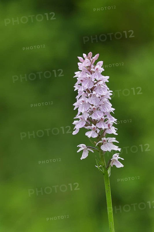 Moorland spotted orchid