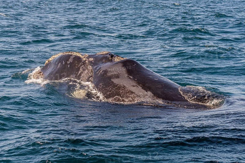 Southern right whale