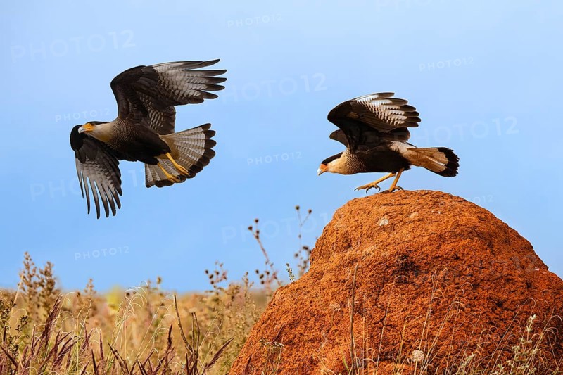 Crested Caracara