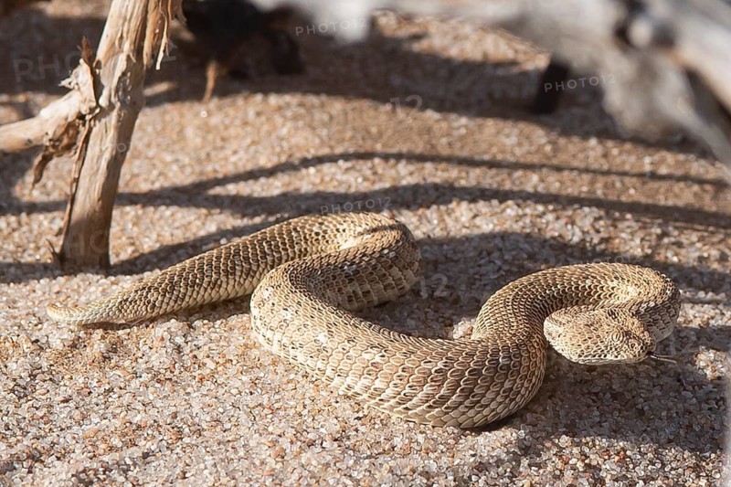 Dwarf puff adder