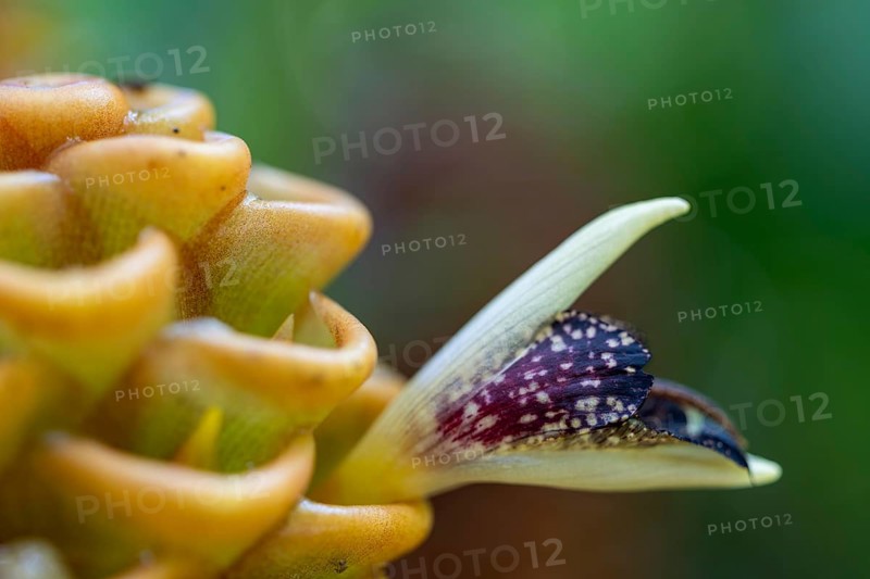 Zingiber spectabile