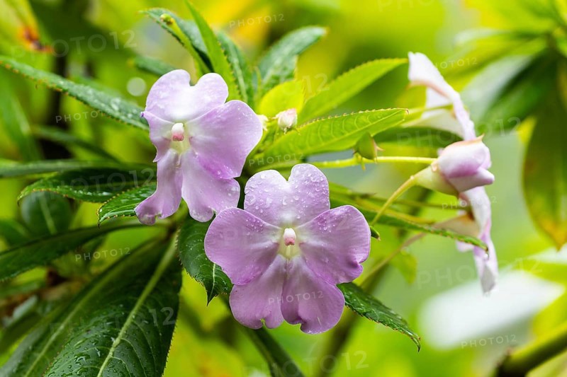 Impatiens sodenii