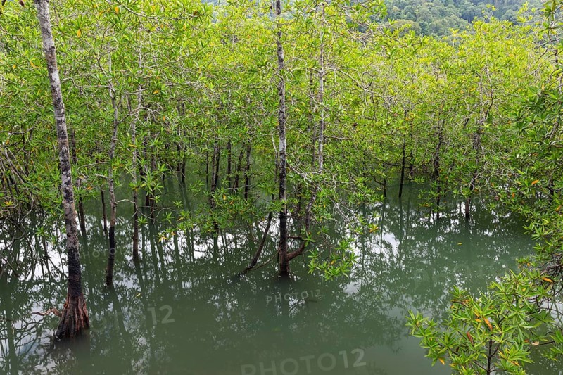 Mangrove forest