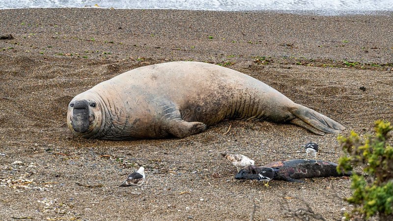 Southern elephant seal